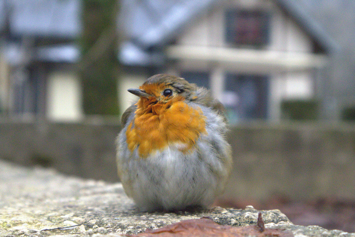 🐦LES OISEAUX - Pourquoi les enfants les aiment autant ? 🐦